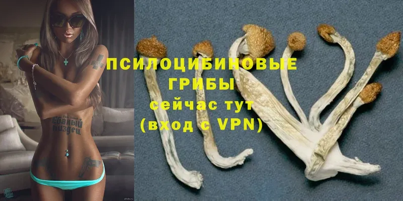 купить закладку  Бор  Псилоцибиновые грибы Psilocybe 