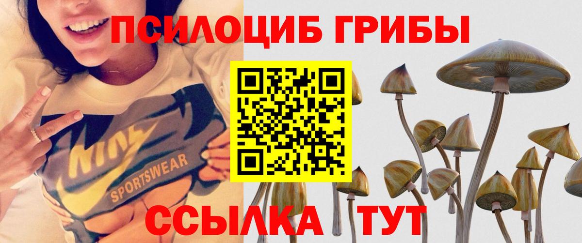 Псилоцибиновые грибы Psilocybe  Бор  Псилоцибиновые грибы MAGIC MUSHROOMS 